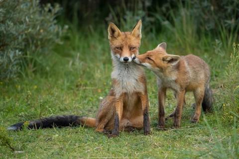 Red Fox (Vulpes vulpes) mother with young in grassland, Netherlands