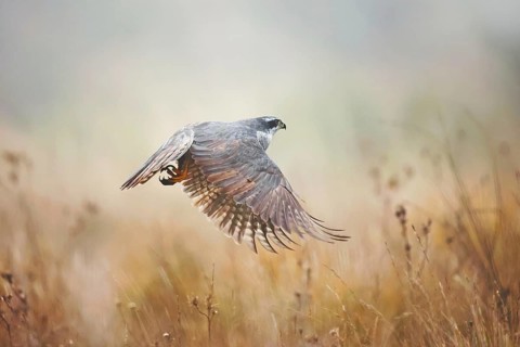 A majestic female Goshawk takes flight over a misty field in the Guadalajara province, capturing