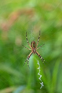 Wasp spider, animals, insects, spider, (Argiope bruennichi), spider web, wheel web spiders,