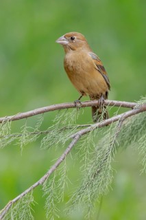 Blue Grosbeak (Passerina caerulea) female perched on a branch, Texas, USA