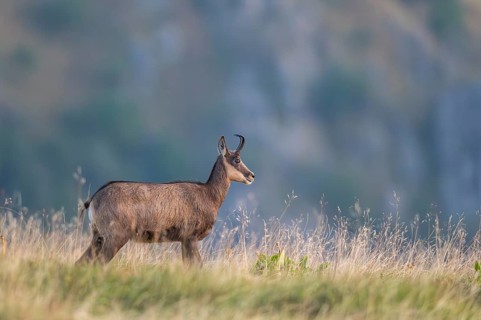 Chamois (Rupicapra rupicapra) on a meadow in the Vosges Mountains, wildlife, France