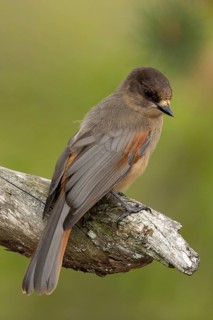 Siberian Jay (Perisoreus infaustus) perched on a branch, Dalarna, Sweden