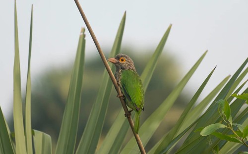 Brown-headed Barbet (Psilopogon zeylanicus) perched on a branch in a tropical garden, Sreepur,