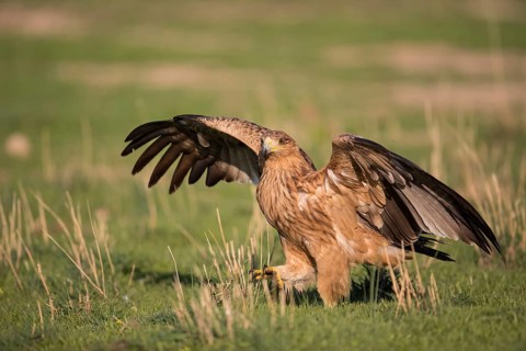 Juvenile Iberian Eagle (Aquila adalberti), Spanish imperial eagle, Extremadura, Castilla La Mancha,