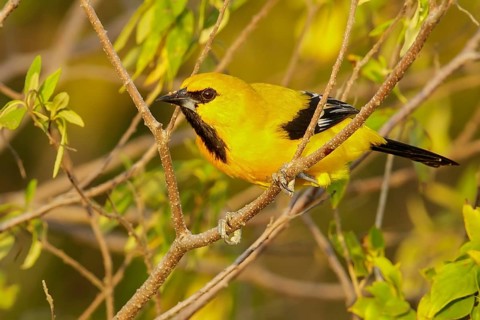 Yellow Oriole (Icterus nigrogularis) perched on a branch in the grasslands of Guyana