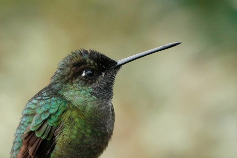 Rivoli's Hummingbird (Eugenes fulgens) male, Costa Rica