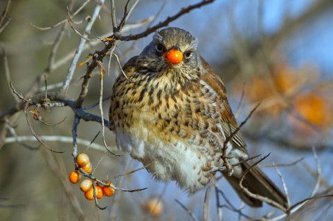 Fieldfare (Turdus pilaris) feeding on berries of Common sea buckthorn (Hippophae rhamnoides),