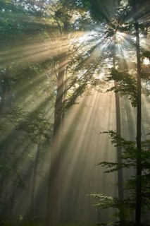 Sunbeams break through the trees of a peaceful forest shrouded in morning light and mist, summer,
