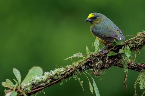 Olive-backed Euphonia (Euphonia gouldi) perched on a branch in Costa Rica