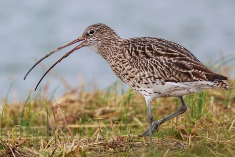 Eurasian Curlew (Numenius arquata), Netherlands