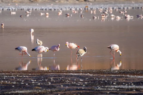 A serene scene of flamingos wading in the tranquil waters of Laguna Grande, Catamarca, Argentina.