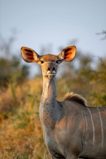 Greater kudu (Tragelaphus strepsiceros) in dry grass, adult female in evening light, alert, animal