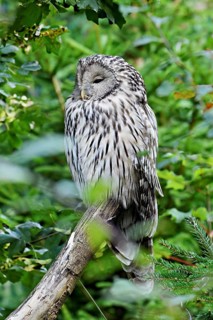 Ural owl (Strix uralensis), captive, Switzerland