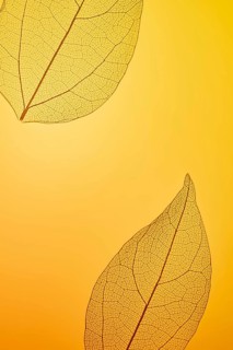 Close-up of intricate leaf skeletons set against a warm amber background. The delicate veining