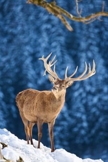 Red deer (Cervus elaphus) stag on a snowy meadow in the mountains in tirol, Kitzbühel, Wildpark