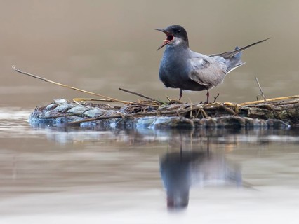 Black Tern (Chlidonias niger) calling, Mecklenburg-Western Pomerania, Germany