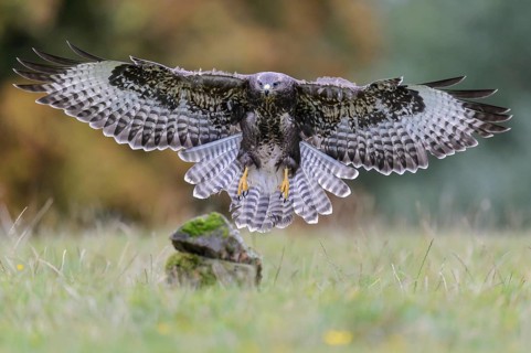 Common Buzzard (Buteo buteo) flying, Lower Saxony, Germany