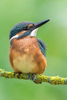 Common Kingfisher (Alcedo atthis) juvenile perched on lichen branch, Saxony-Anhalt, Germany