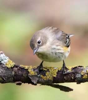 A fall plumage Yellow-rumped Warbler, Setophaga coronata, perched on a branch in the fall in