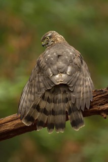 Eurasian Sparrowhawk (Accipiter nisus), Utrecht, Netherlands