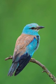 Blauracke, European Roller, Roller, Coracias garrulus, Rollier d'Europe, Carraca Europea, Carraca
