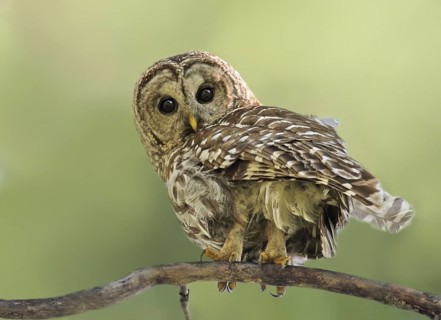 Barred Owl (Strix varia), Saskatchewan, Canada