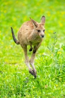 Eastern grey kangaroo (Macropus giganteus) on a meadow, Bavaria, Germany