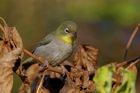 Somali White-eye, (Zosterops abyssinica), Animals, Birds, Middle East, Tawi Atayr, Salalah, Dhofar,