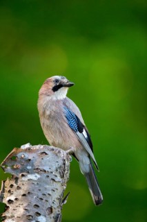 Eurasian Jay (Garrulus glandarius) perched on a stump, Carpathian Mountains, Romania