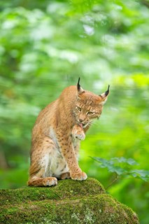 Eurasian lynx (Lynx lynx) sitting in a forest, Bavaria, Germany