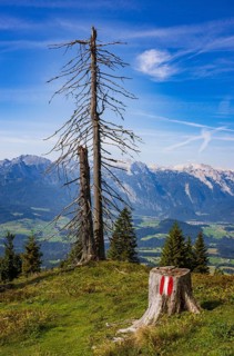 Mountain forest, Dead trees on the way to the summit of the Taborberg with view to the