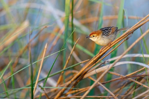 Vley's Cisticola, (Cisticola tinniens), biotope, habitat, perch, False Bay Nature Reserve Stran,