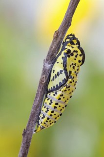 Die Gürtel-Puppe des Baumweißling (Aporia crataegi)