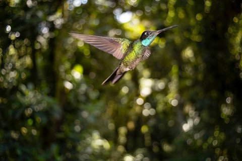 A vibrant Purple Throated Hummingbird gracefully hovers in its natural habitat within the lush