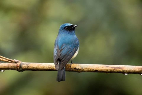Indigo Flycatcher (Eumyias indigo) perched on a branch, Sabah, Malaysia