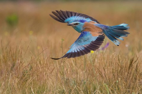 European Roller (Coracias garrulus) flying, Subotica, Serbia
