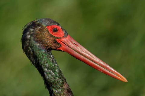 Zwarte Ooievaar portret, Black Stork portret