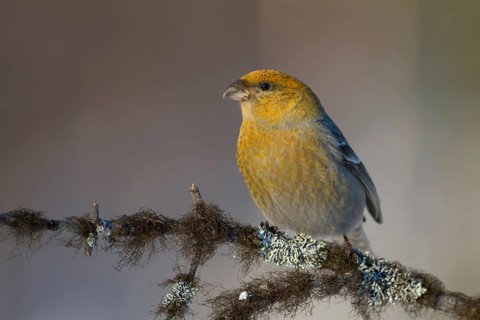 Pine Grosbeak - Hakengimpel - Pinicola enucleator, Finland