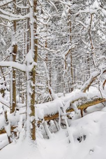 Fallen trees in an old growth forest with deep snow and frosty trees on a cold winter day