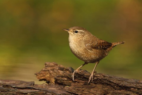 Eurasian Wren (Troglodytes troglodytes), Utrecht, Netherlands