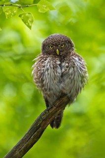 Eurasian Pygmy Owl (Glaucidium passerinum), Bavaria, Germany
