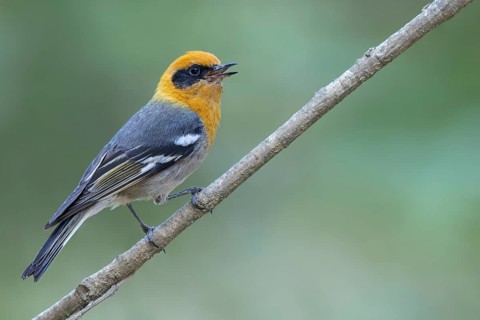 Olive Warbler (Peucedramus taeniatus) perched on a branch in Oaxaca, Mexico