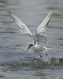 Common Tern (Sterna hirundo) flying, Lower Saxony, Germany
