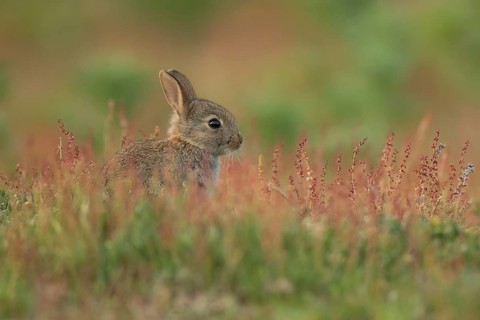 Rabbit (Oryctolagus cuniculus) juvenile baby bunny animal amongst flowering Sorrel flowers in