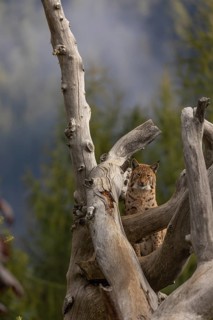 One Eurasian lynx, (Lynx lynx), standing high up on a dead tree. Frontal view with mountains and