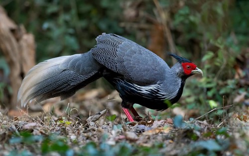 Kalij Pheasant (Lophura leucomelanos) male, Kaeng Krachan, Thailand