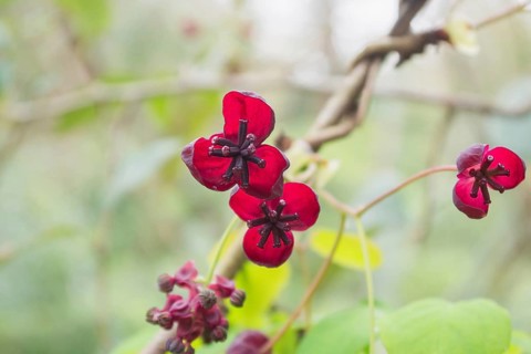Close-up of vibrant red Akebia quinata flowers on a twisting vine, set against a soft-focus green