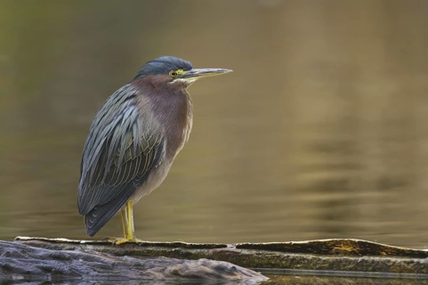 Green Heron (Butorides virescens), Arizona, USA