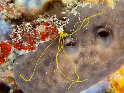 Spaghetti worm (Terebella lapidaria) with conspicuous yellow tentacles on a sea sponge. Dive site