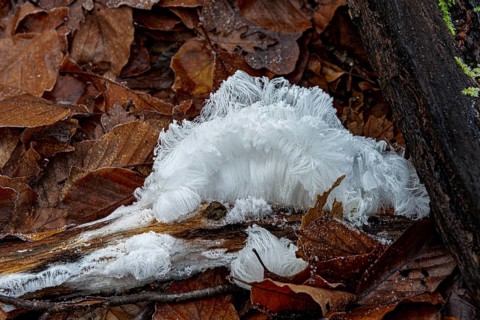 Hair ice on rotten piece of wood in beech leaves, Mönchbruch Nature Reserve, Rüsselsheim am Main,